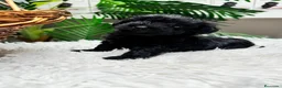 Maltipoo perros en venta: MALTIPOO HEMBRA  - Anuncio 6