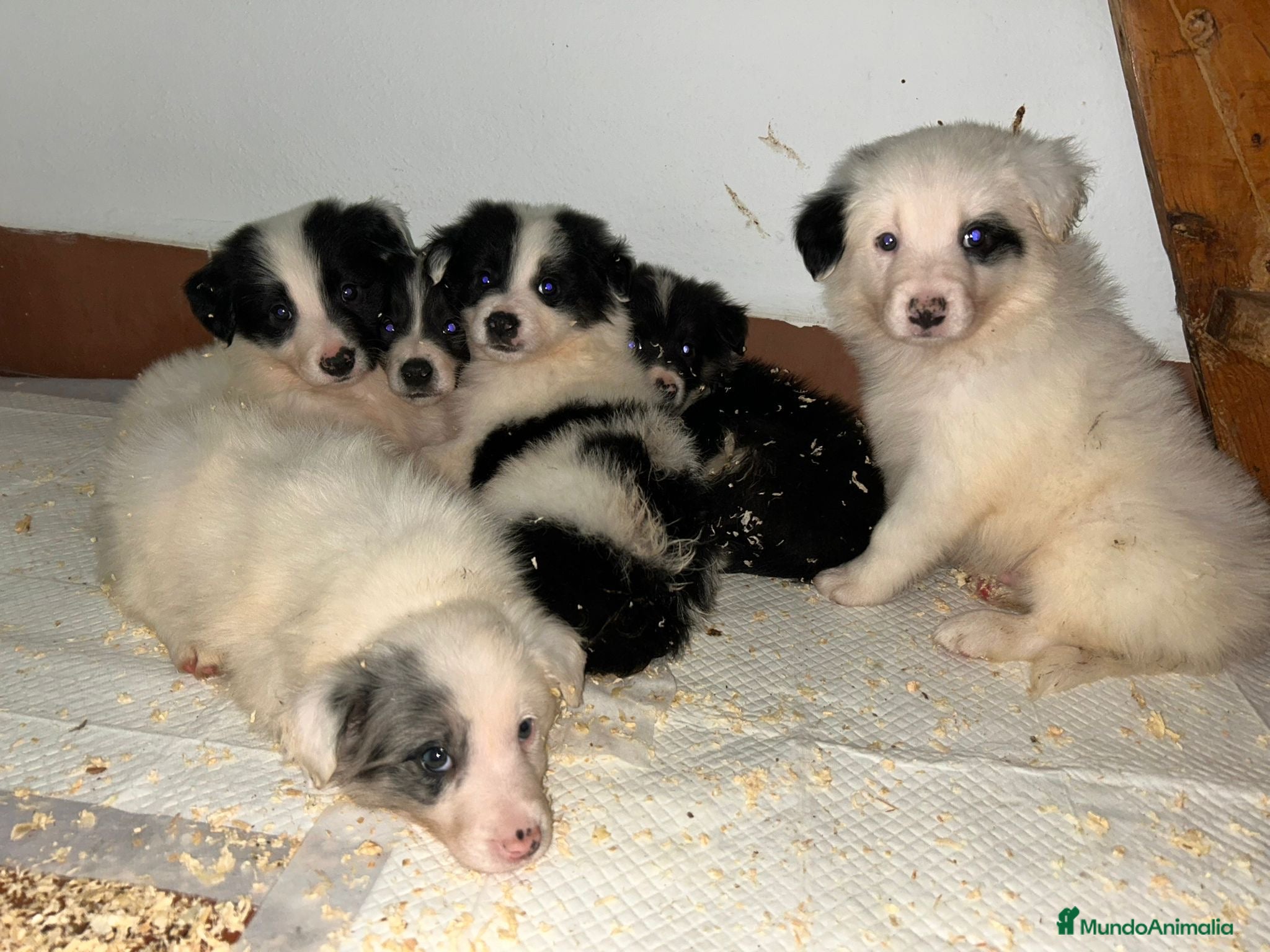 Border Collie perros Preciosos machos de Border collie - Anuncio 2