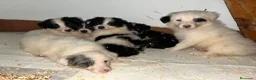 Border Collie perros en venta: Preciosos machos de Border collie - Anuncio 1