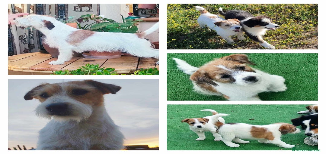 Imagen de galería {{count}}