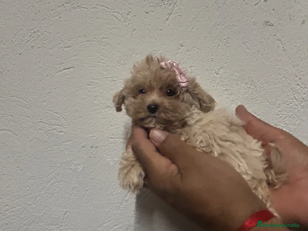 Maltipoo perros en venta: Maltipoo 628789235 - Anuncio 2