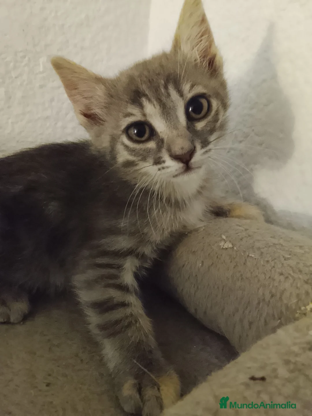 Raza Mixta gatos en adopcion: Gizmo en adopción  en Barcelona - Anuncio 2