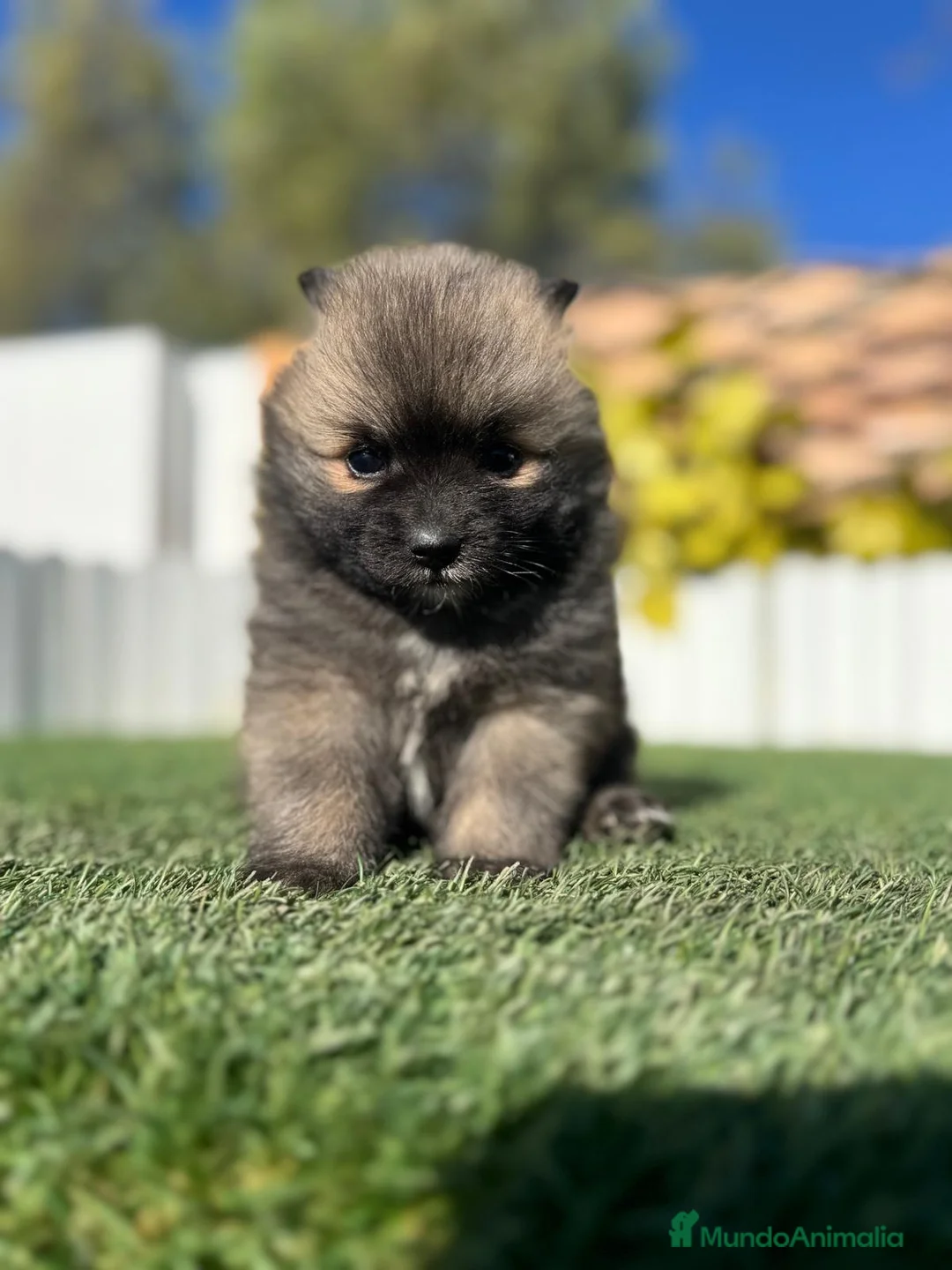 Pomerania perros en venta: POMERANIA HEMBRA - Anuncio 2