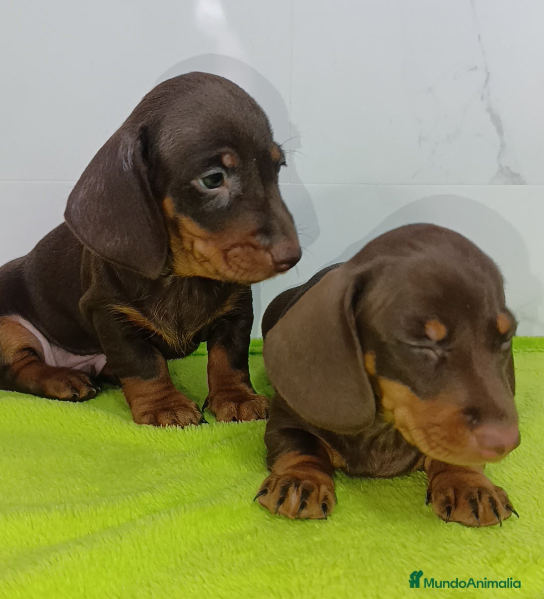 Teckel Miniatura perros en venta: Teckel kaninchen super chicos toys  - Imagen 2