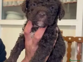 Perro de Agua Español perros Última hembra chocolate disponible! - Anuncio 1