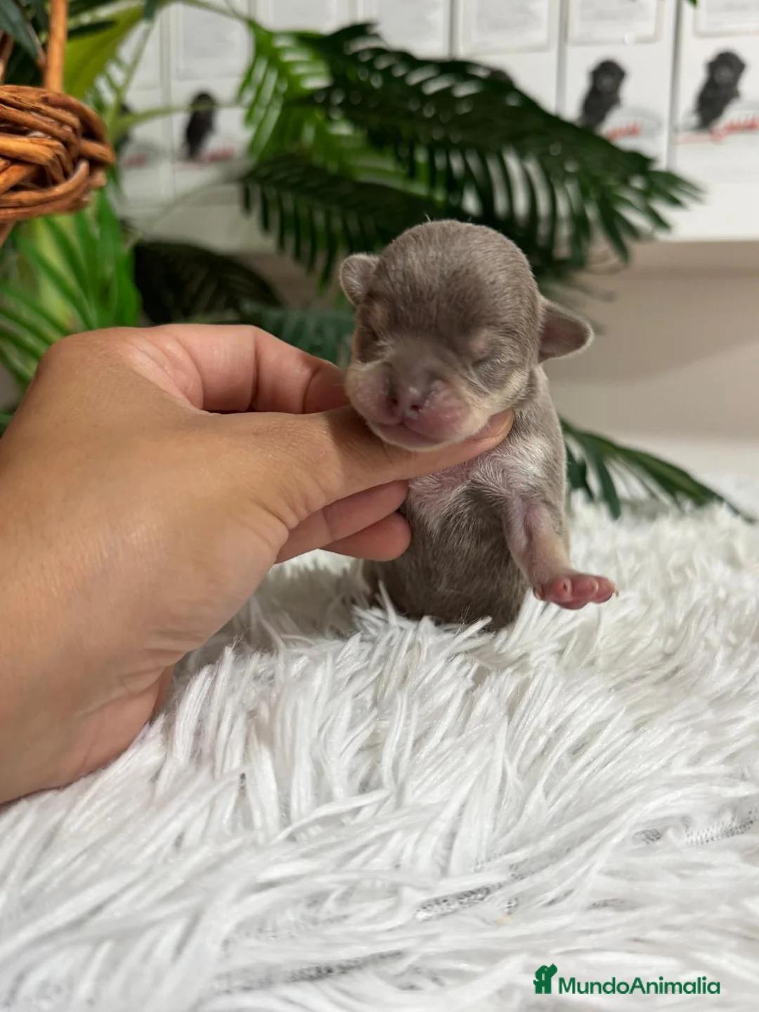 Chihuahua perros en venta: CHIHUAHUA HEMBRA  - Anuncio 6