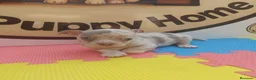 Chihuahua perros en venta: Chihuahua - Anuncio 3