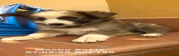 Border Collie perros en venta: Border Collie De Villa Biznaga - Anuncio 11