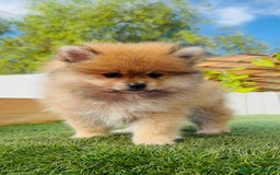 Pomerania perros en venta: POMERANIA MACHO - Imagen 8