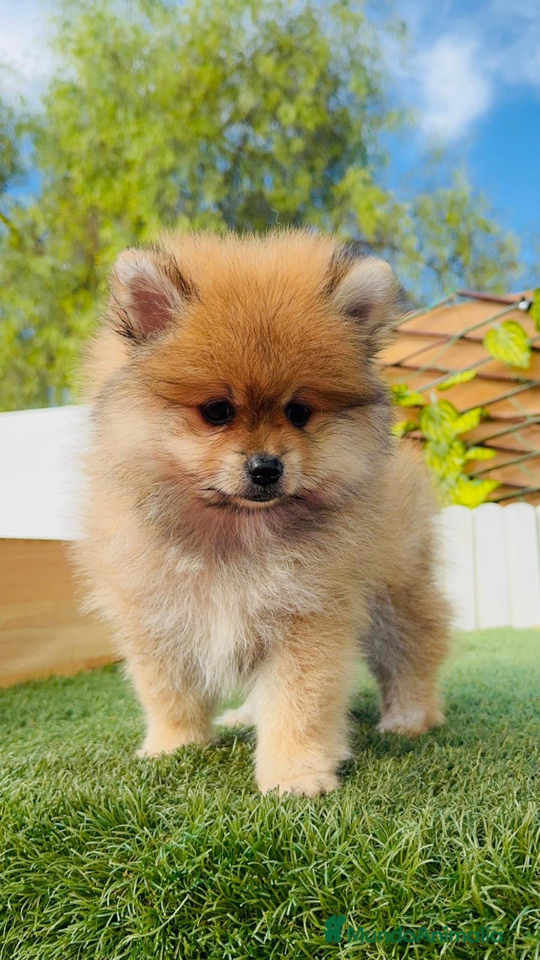 Pomerania perros en venta: POMERANIA MACHO - Imagen 8