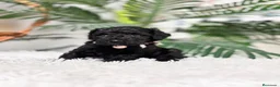 Caniche Enano perros en venta: CANICHES ENANAS HEMBRAS - Anuncio 1