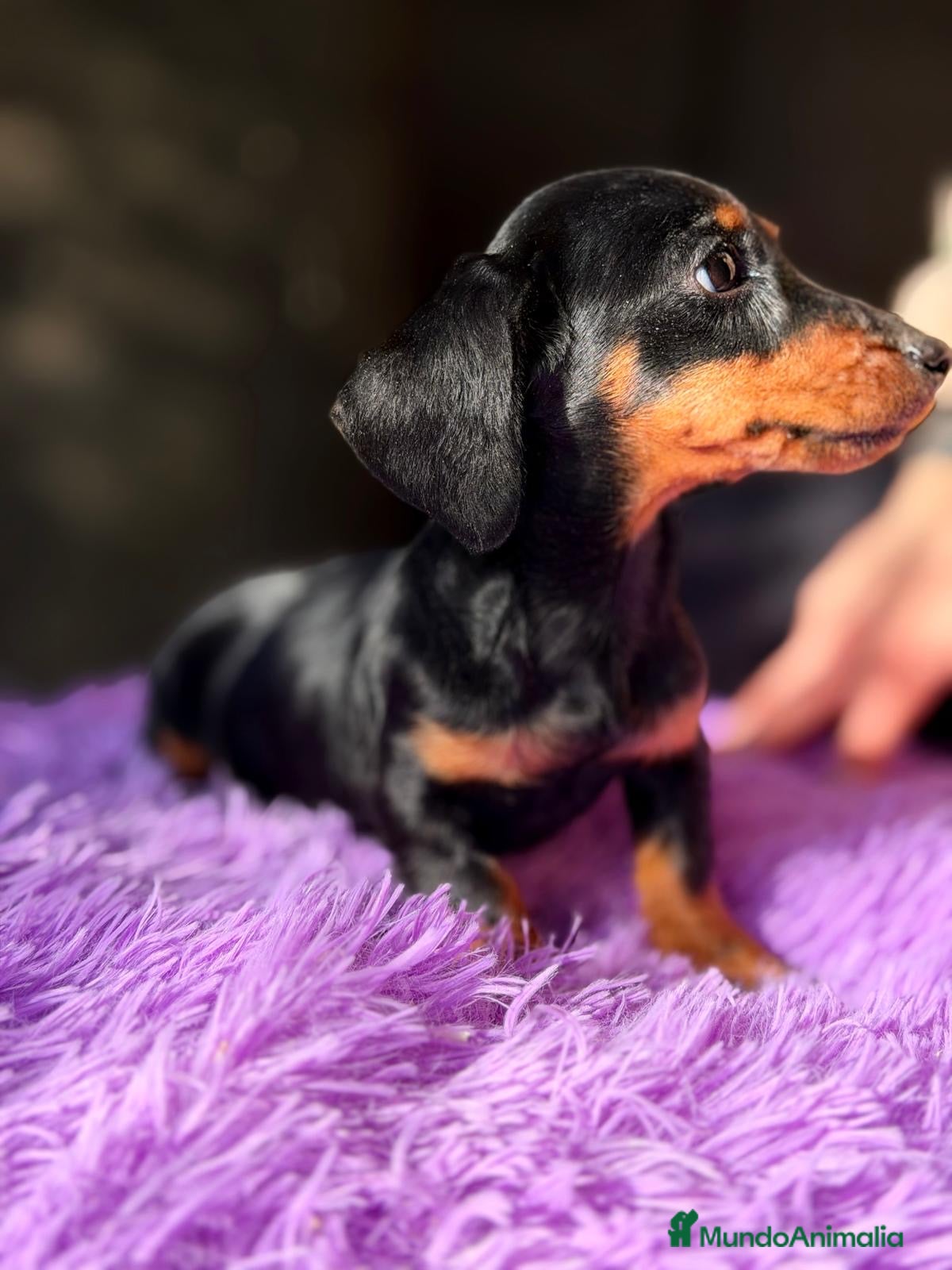 Teckel Miniatura perros TECKEL MINIATURA - Anuncio 2