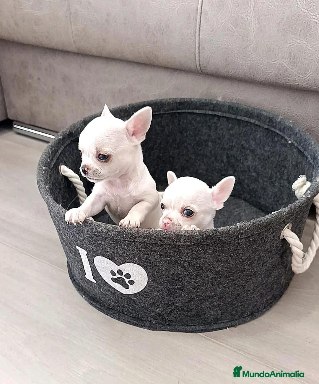 Chihuahua perros Chihuahua - Anuncio 1