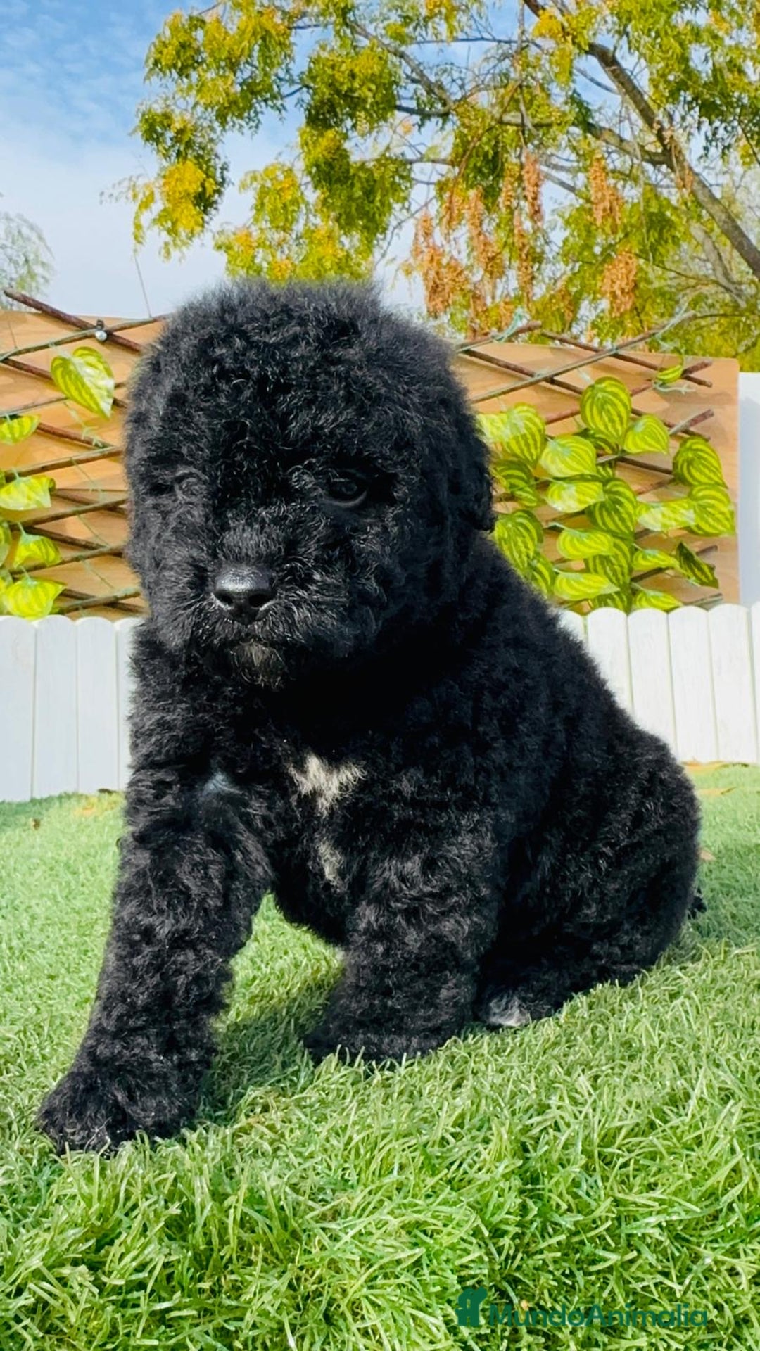 Perro de Agua Español perros en venta: PERRO DE AGUA  - Anuncio 16