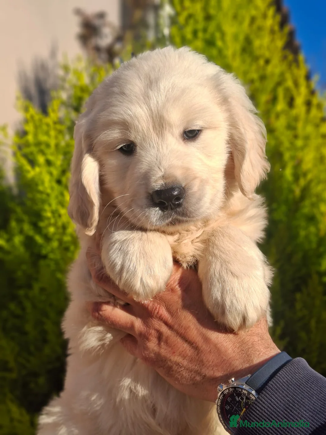 Golden Retriever perros en venta: GOLDEN RETRIEVER - Anuncio 1