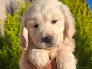 Golden Retriever perros GOLDEN RETRIEVER - Anuncio 12