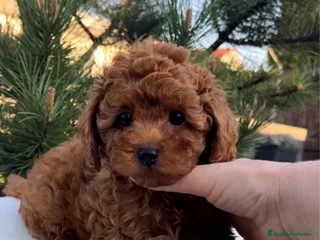 Caniche Toy perros - Anuncio 6