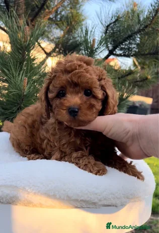 Caniche Toy perros - Anuncio 5