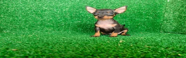 Pinscher Miniatura 2