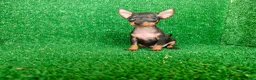 Pinscher Miniatura perros en venta: Pinscher miniatura - Anuncio 15