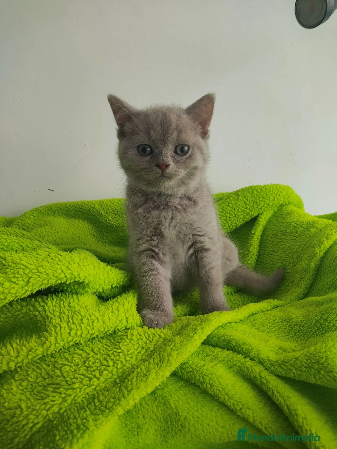 Británico de Pelo Corto gatos en venta: British shorthair  - Anuncio 2
