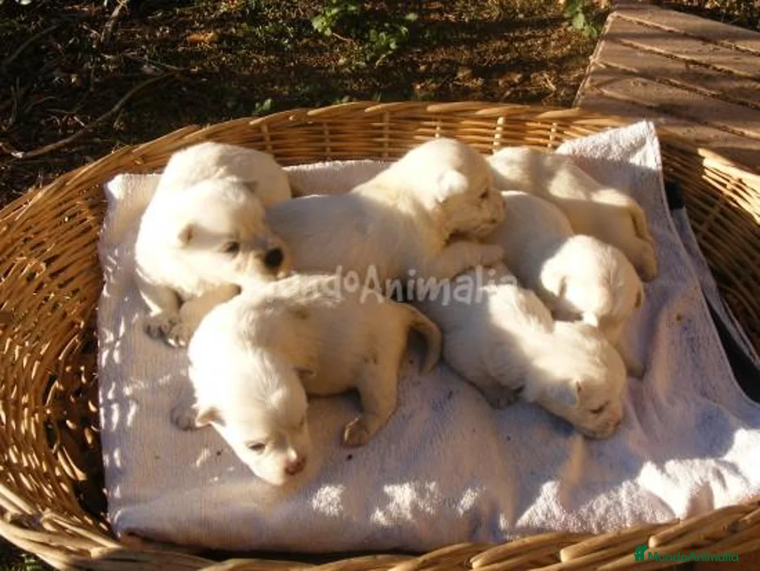 Imagen de galería {{count}}