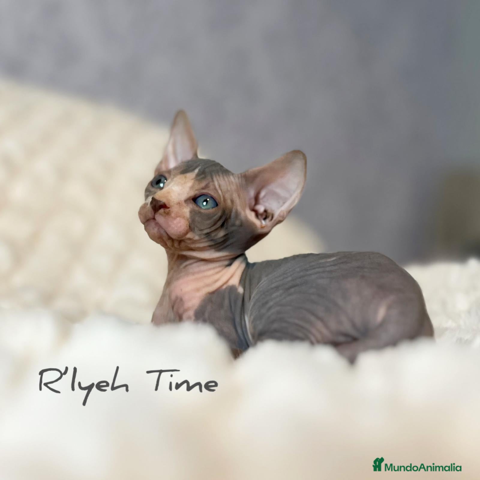Sphynx gatos Sphynx - Anuncio 27