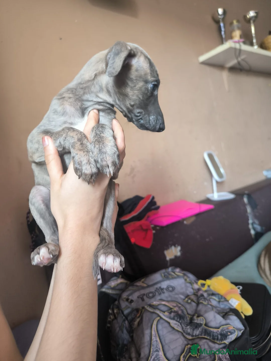 Whippet perros en venta: Whippet macho disponible  en Madrid - Anuncio 3
