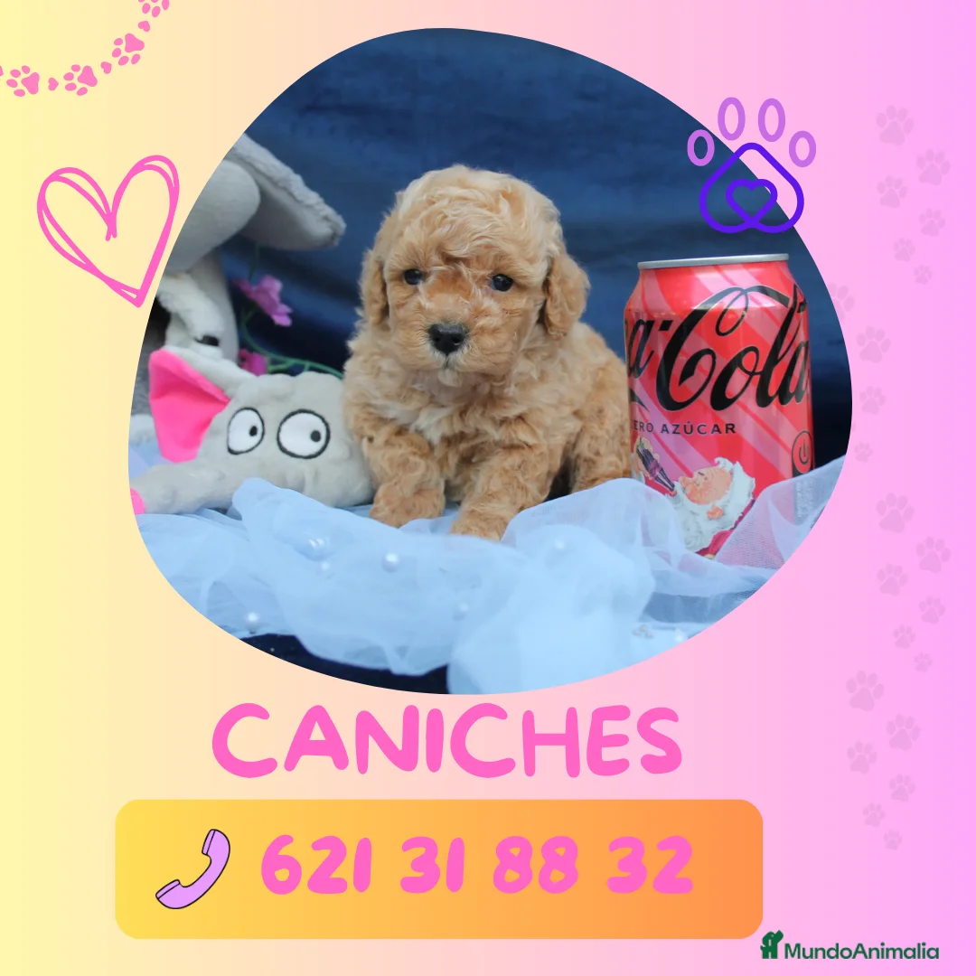 Caniche Enano perros en venta: Camada de caniche enano  - Anuncio 1