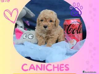 Caniche Enano perros Camada de caniche enano - Anuncio 3