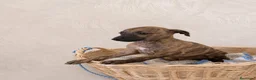 Whippet perros en venta: CAHORRITAS DE WHIPPET - Anuncio 4