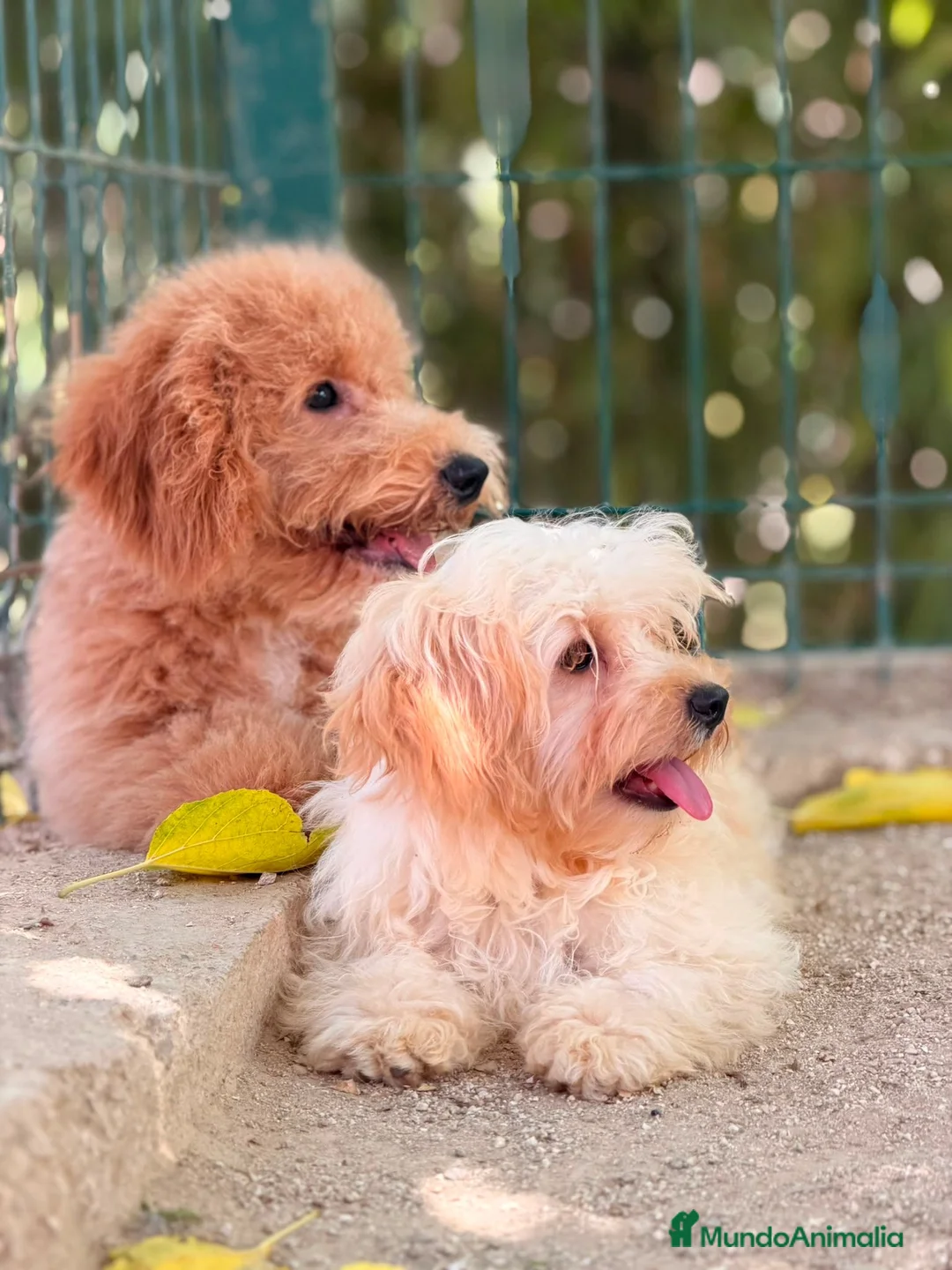 Maltipoo perros en venta: MALTIPOO - Anuncio 2
