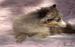 Perro Pastor de las Shetland perros en venta: PASTOR DE SHETLAND HEMBRA MERLE - Imagen 4