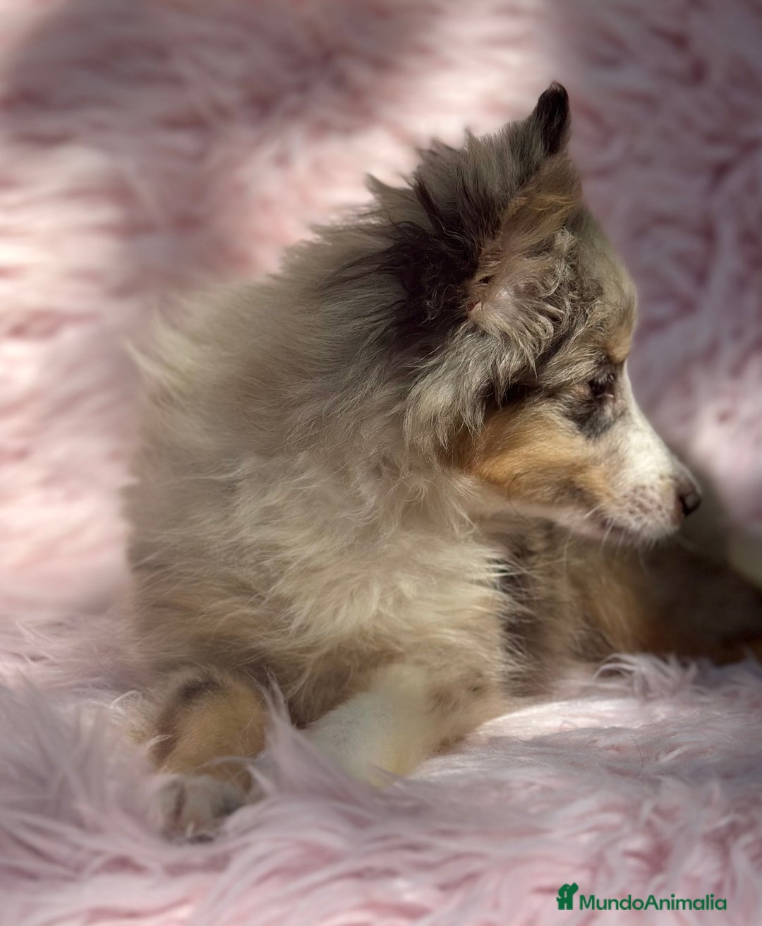Perro Pastor de las Shetland perros en venta: PASTOR DE SHETLAND HEMBRA MERLE - Imagen 4