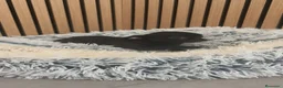 Chihuahua perros en venta: Chihuahua Toy Machitos  - Anuncio 6