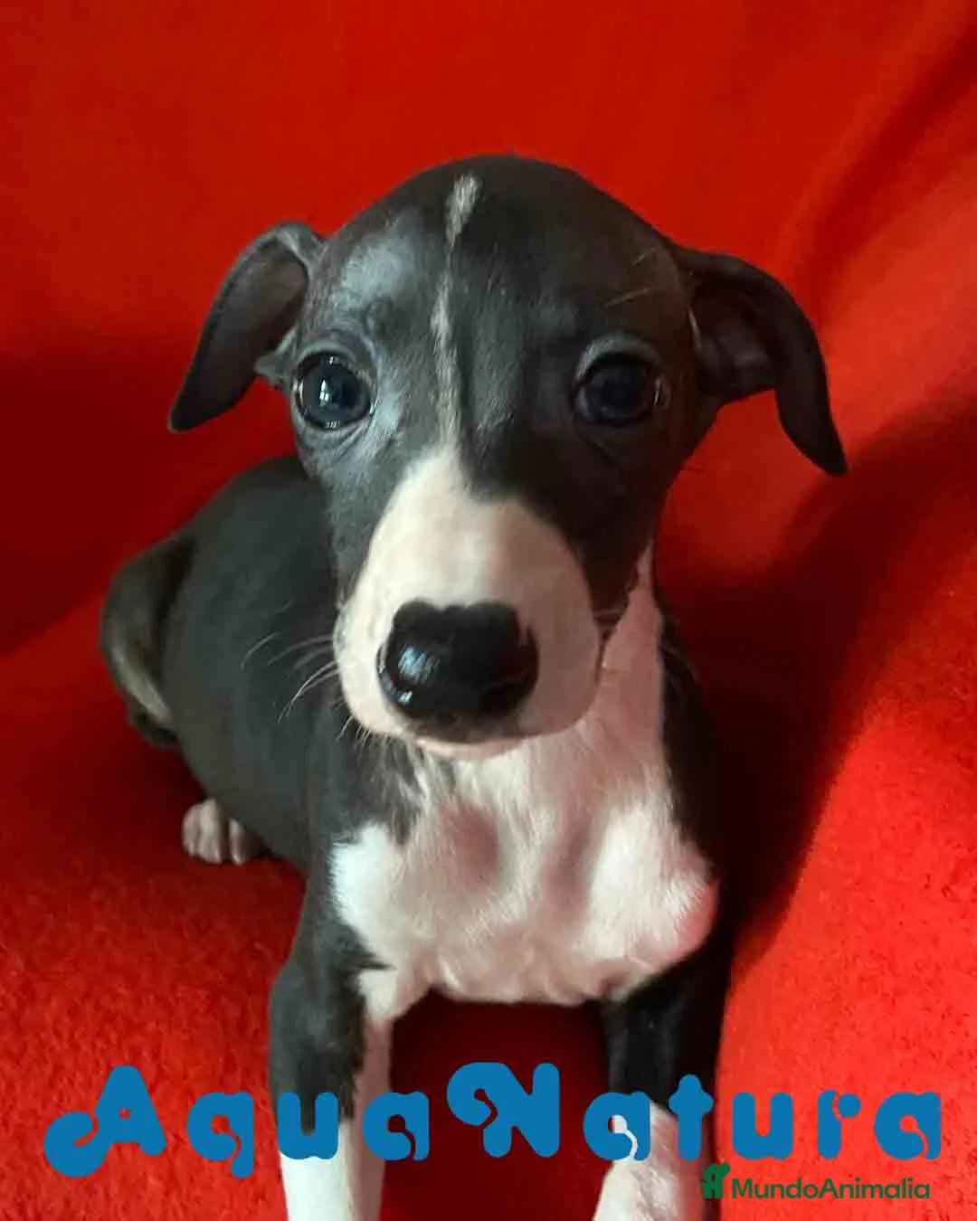 Pequeño Lebrel Italiano perros en venta:  Lebrel Italiano Macho 7345 de BN - AQUANATURA en Barcelona - Anuncio 3