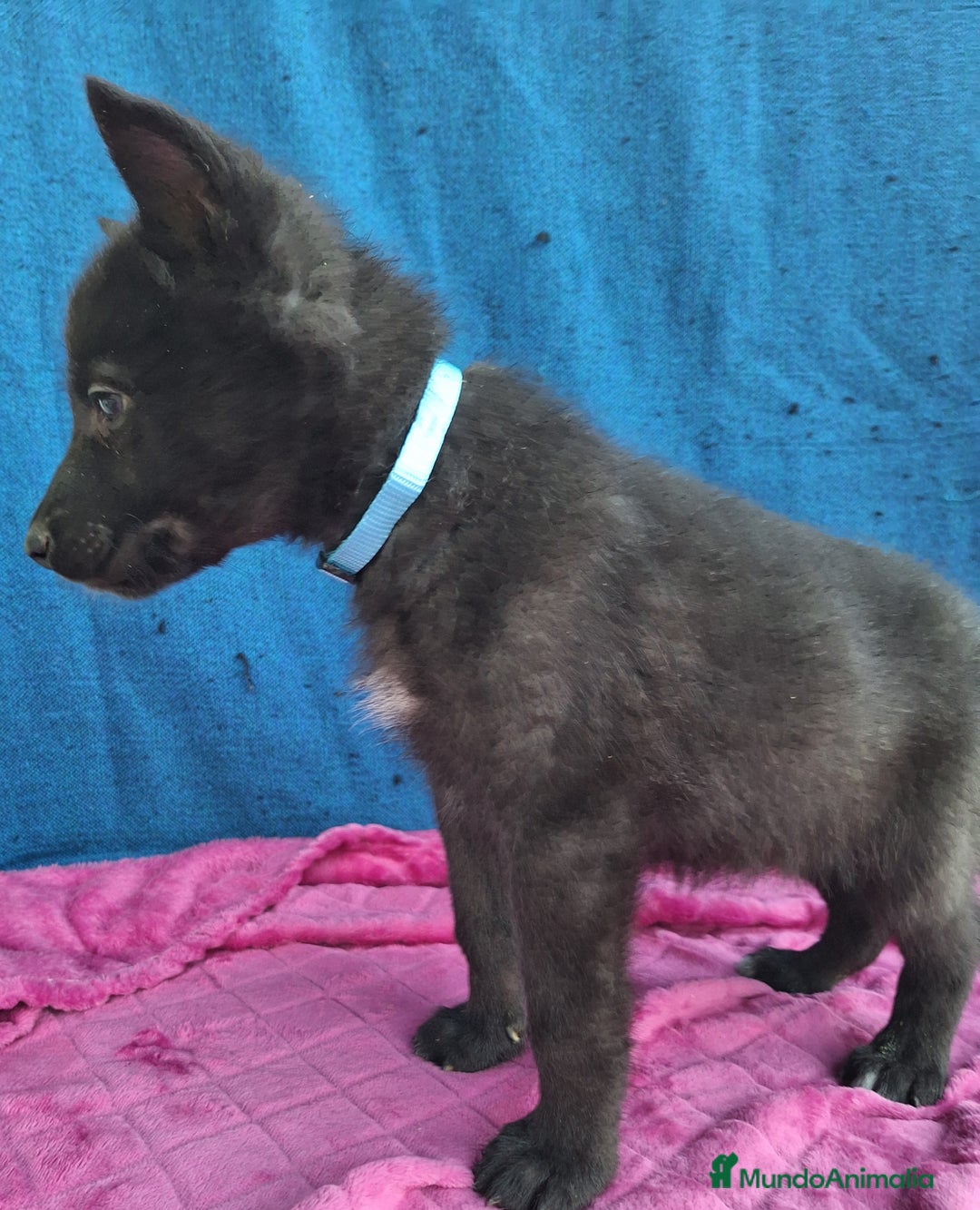 Otras razas perros en venta: PERRO LOBO AMERICANO  - Anuncio 7