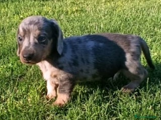 Teckel perros - Anuncio 13