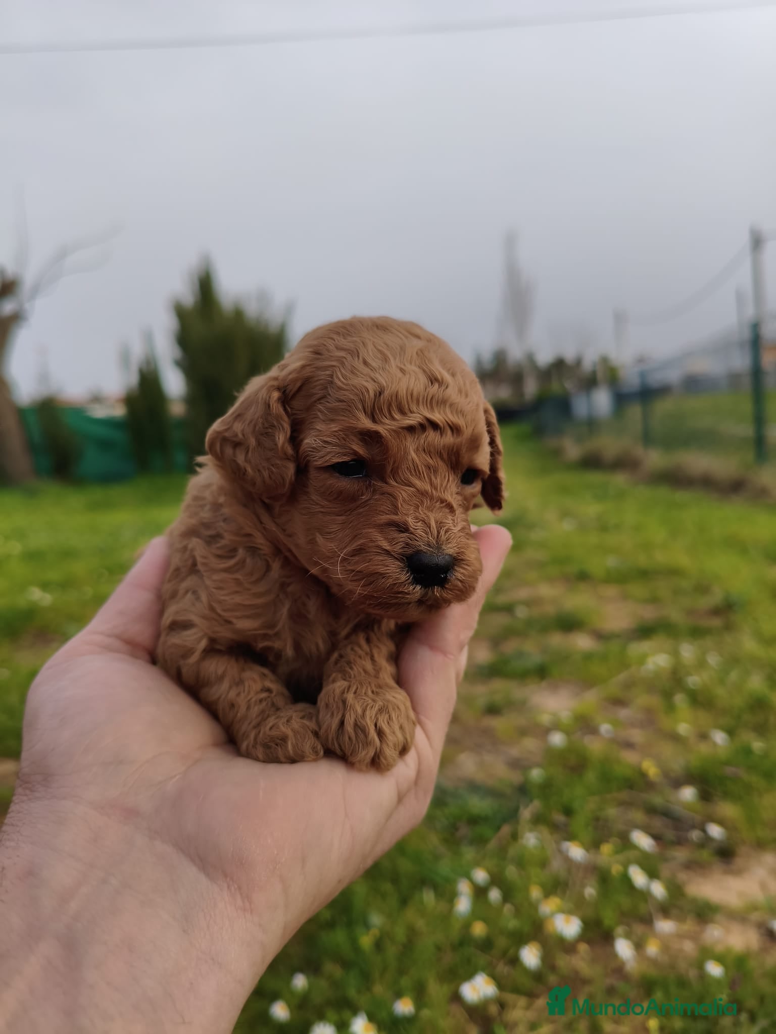 Caniche Toy perros caniche  - Anuncio 1