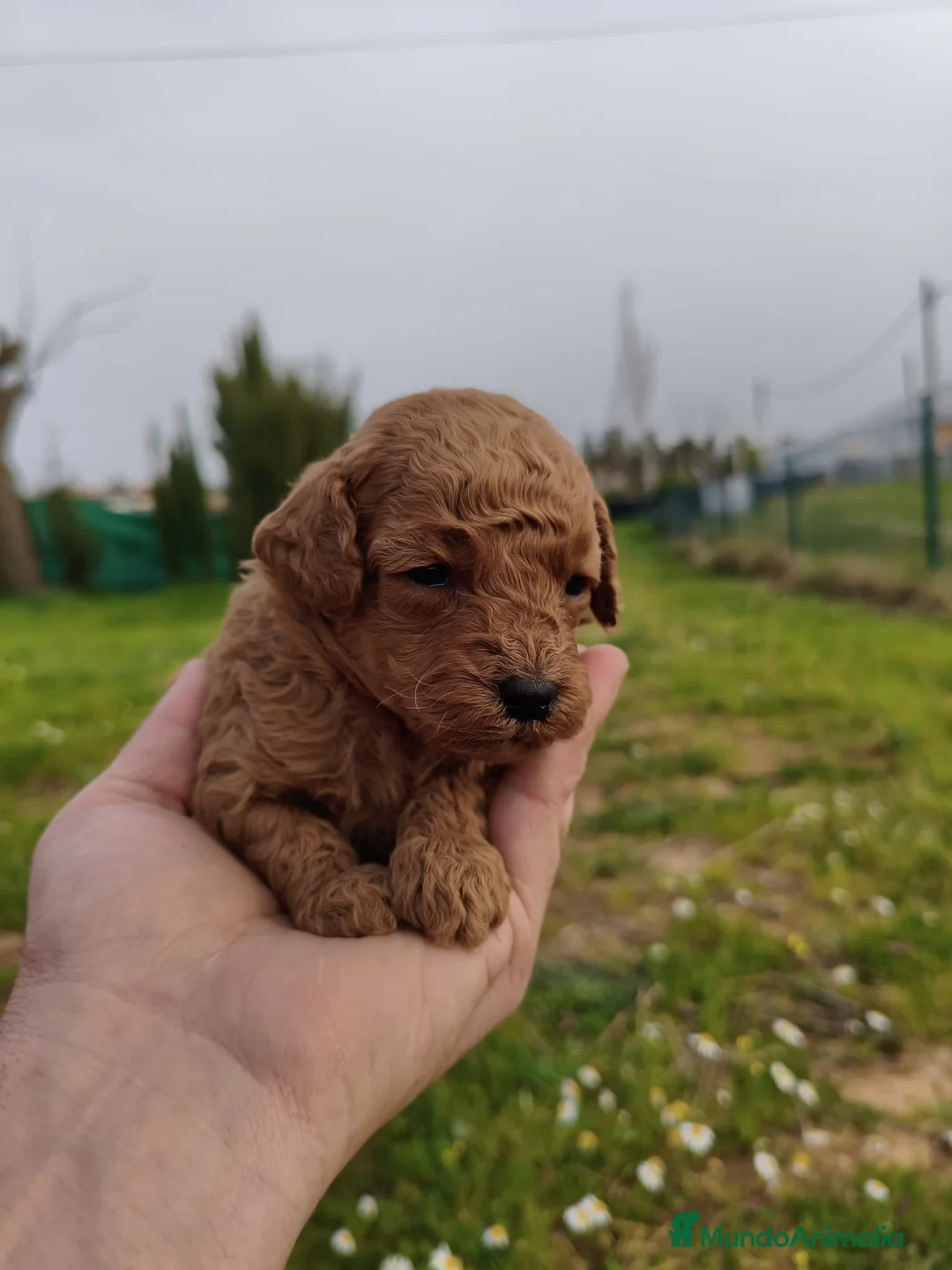 Caniche Toy perros en venta: caniche  - Anuncio 1
