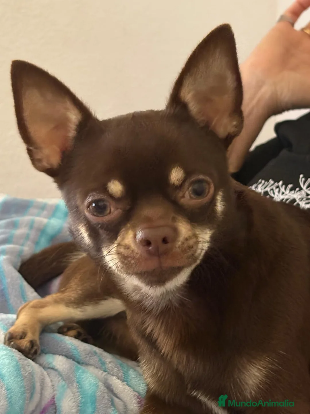 Chihuahua perros en venta: Camada de chihuahuas arlequín chocolate  en Barcelona - Anuncio 2