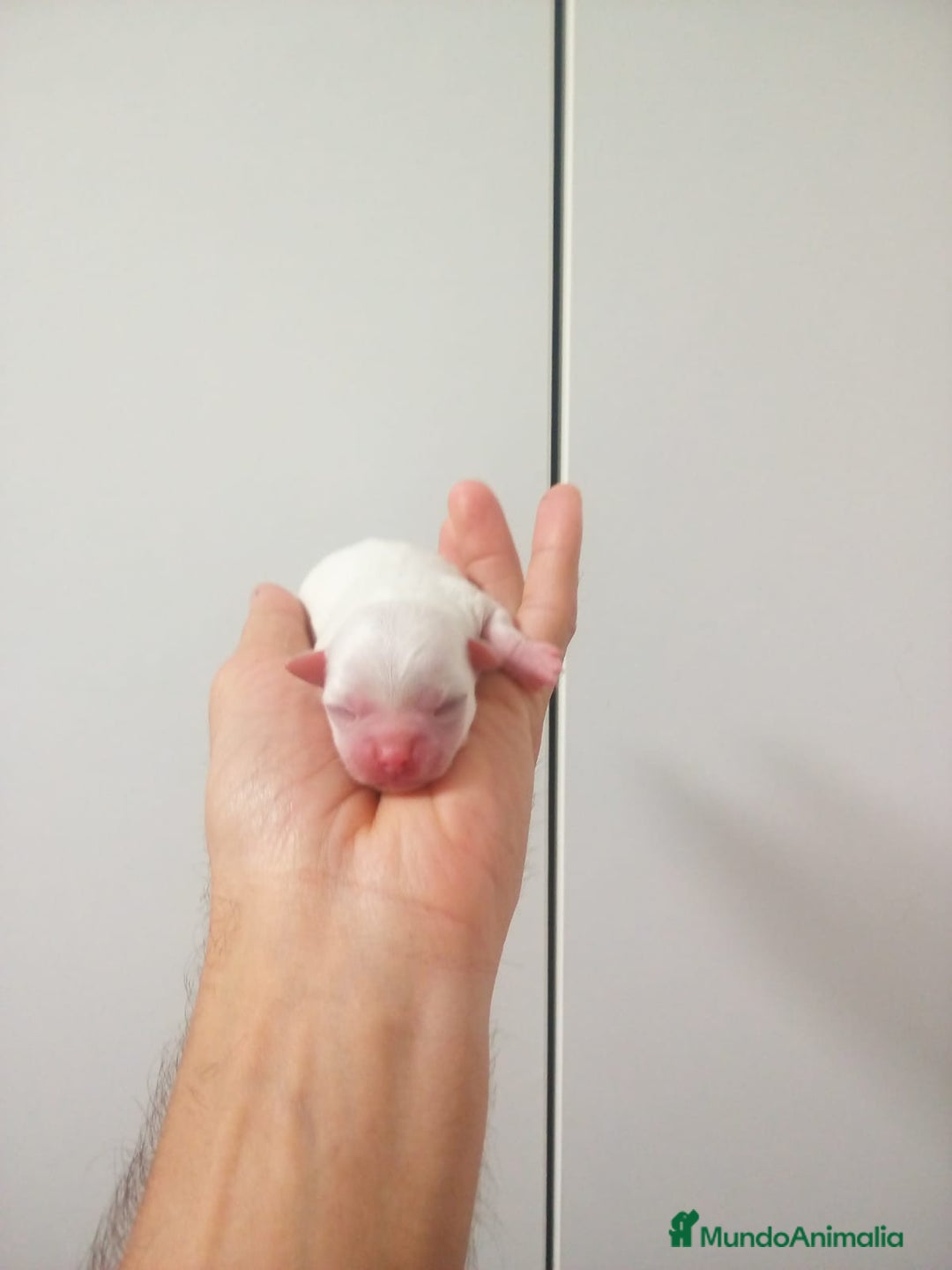 Chihuahua perros en venta: Camada de chihuahuas toy, cabeza manzana - Anuncio 9