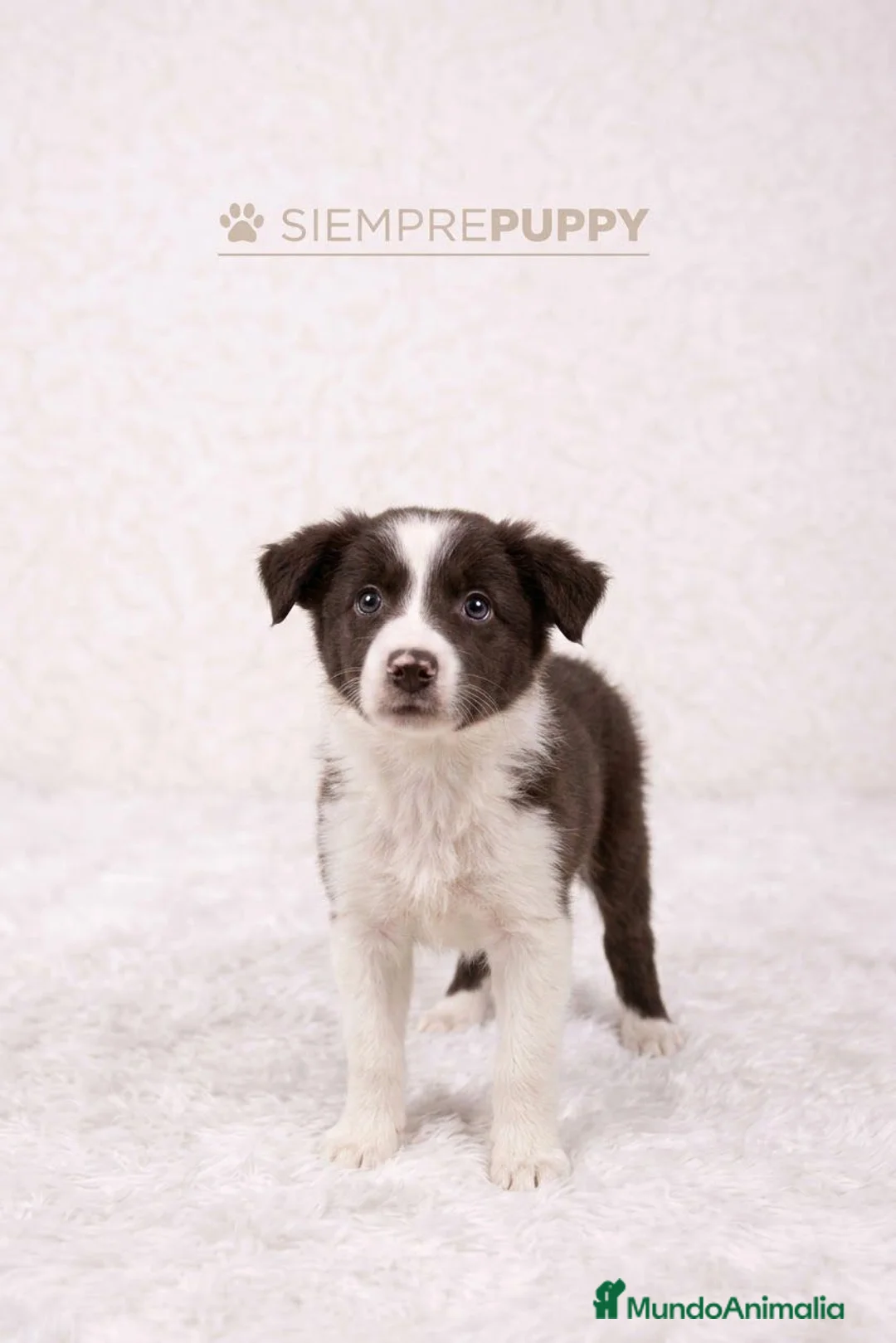 Border Collie perros en venta: BORDER COLLIE CHOCOLATE CACHORRO - Anuncio 2