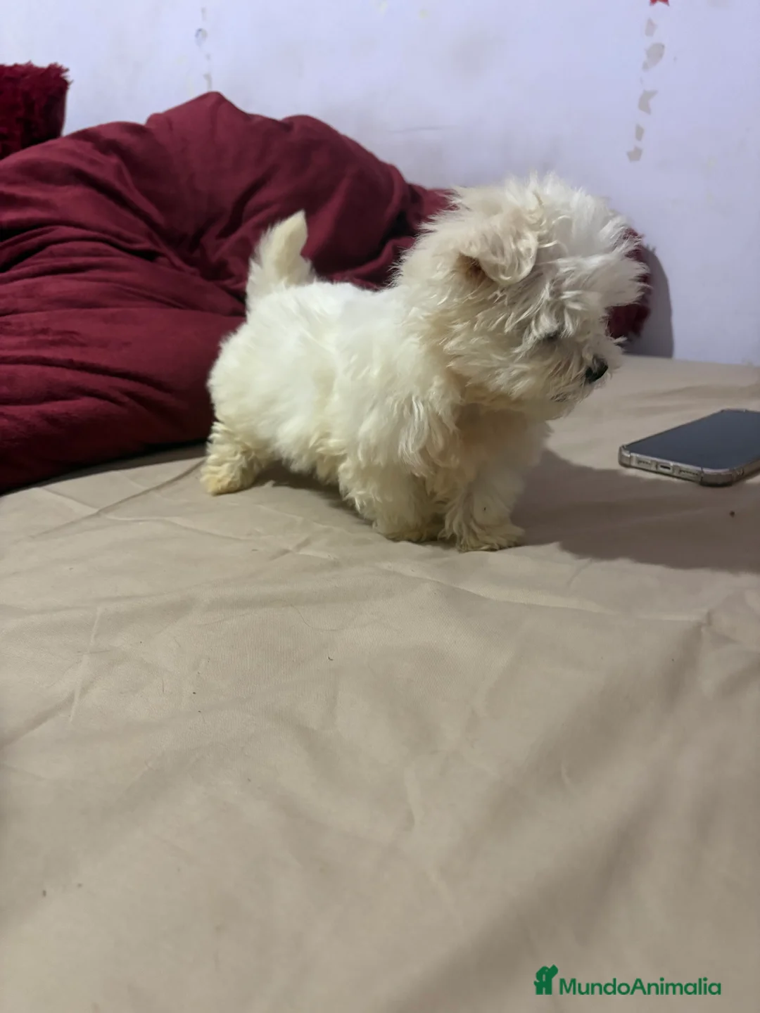 Bichón Maltés perros en venta: Bichon maltés Toy machos y hembras  - Anuncio 8