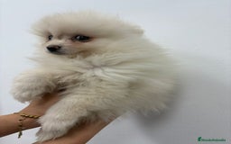 Pomerania perros en venta: Exclusivo Pomerania, muy toy - Imagen 3
