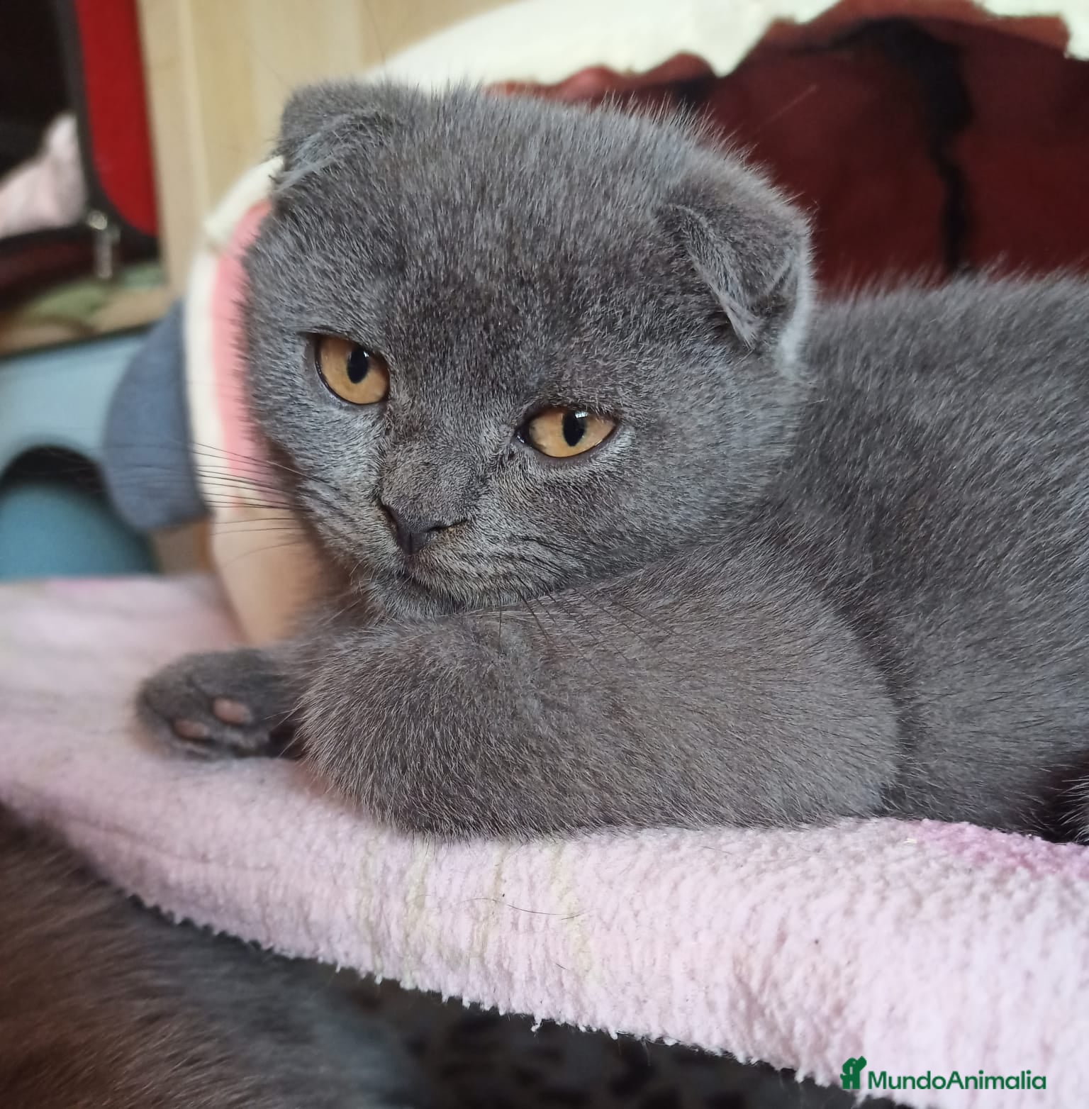 Scottish Fold gatos Scottish fold Blue Macho precioso - Anuncio 4
