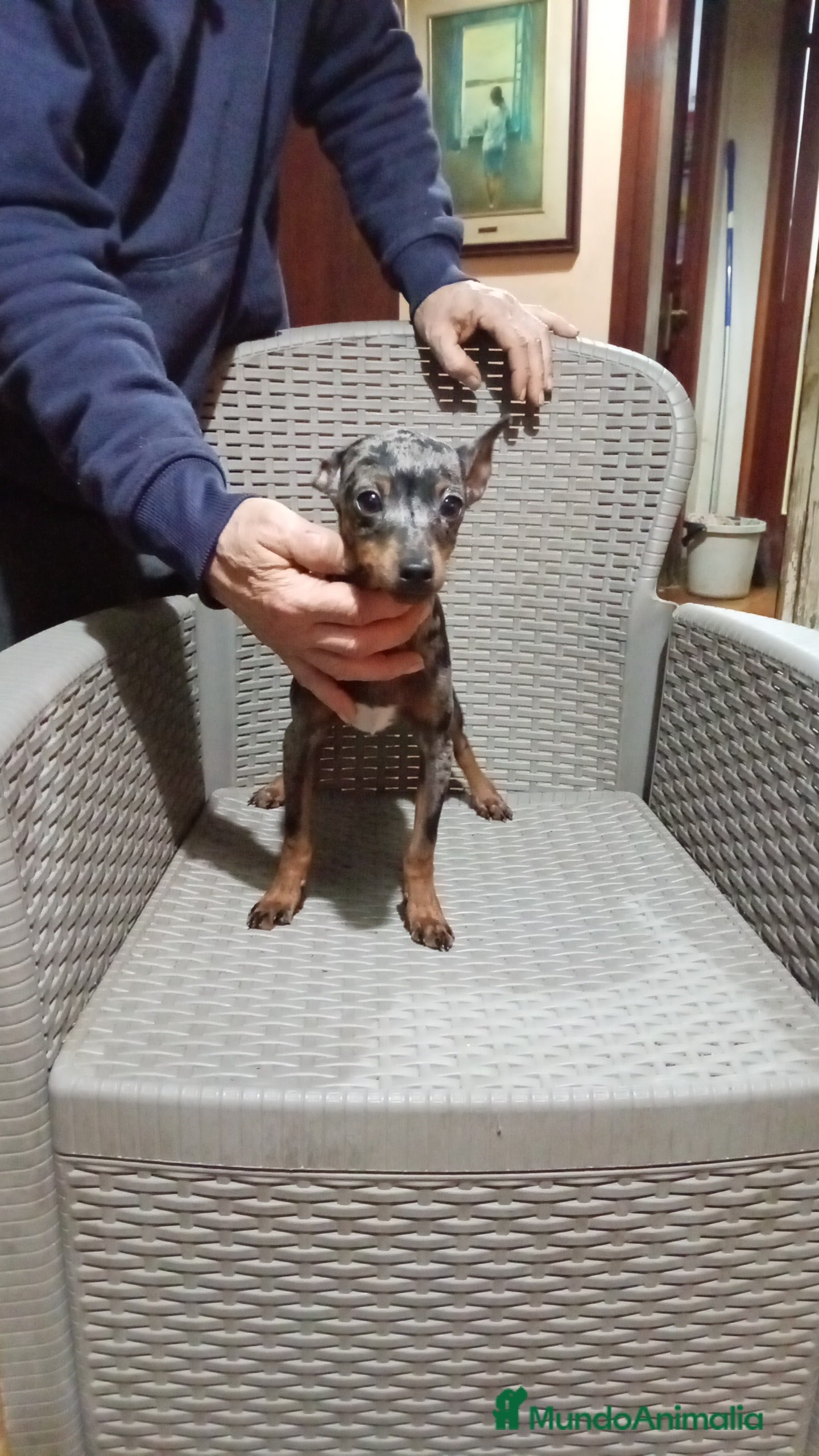 Ratón de Praga perros Ratón de praga - Anuncio 1