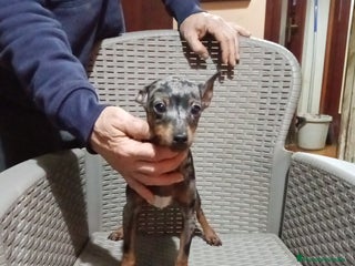 Ratón de Praga perros Ratón de praga - Anuncio 1