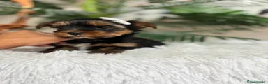 Yorkshire Terrier 1