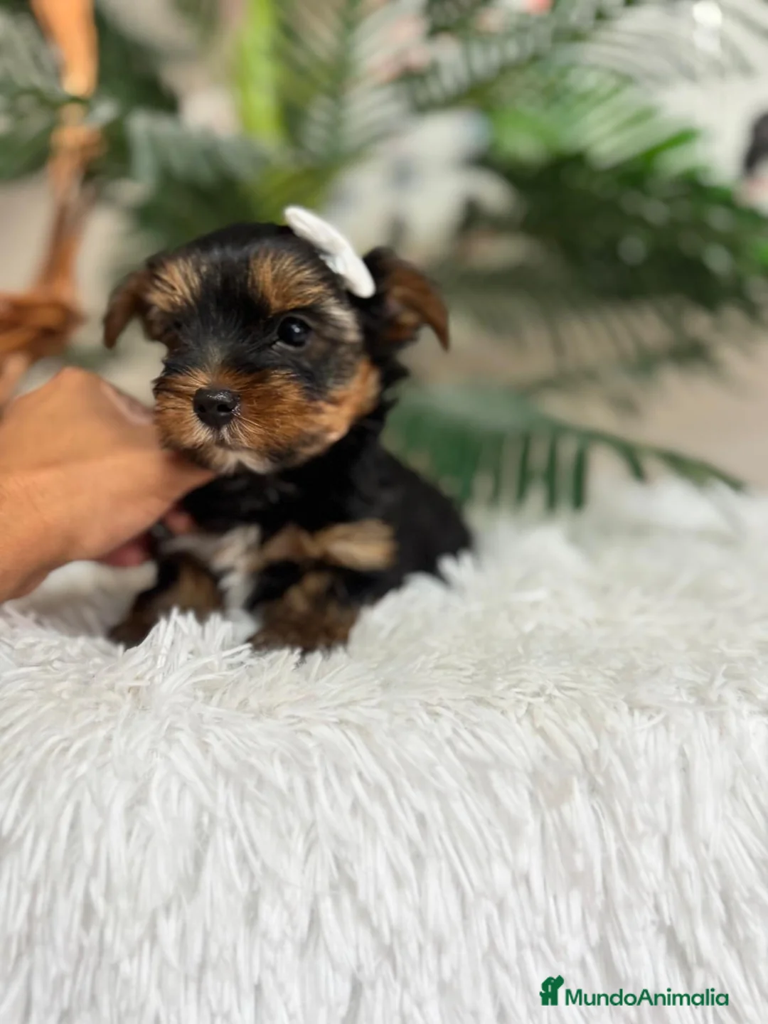 Yorkshire Terrier perros en venta: YORKSHIRE TERRIER - Anuncio 1